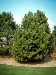 Сосна Чёрная (Pinus Nigra) купить по цене от 270.00р. в интернет-магазине «Посадика» с доставкой почтой в в Свирске и по всей России – [изображение №1].