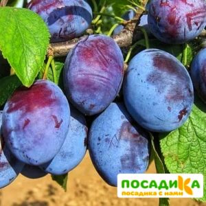 Слива Чачакская ранняя купить по цене от 229.00р. в интернет-магазине «Посадика» с доставкой почтой в в Свирске и по всей России – [изображение №1].