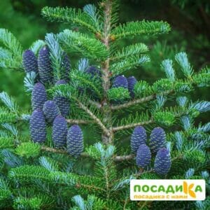 Пихта корейская (Abies koreana) купить по цене от 450.00р. в интернет-магазине «Посадика» с доставкой почтой в в Свирске и по всей России – [изображение №1].