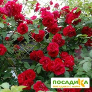 Роза плетистая Амадеус купить по цене от 399.00р. в интернет-магазине «Посадика» с доставкой почтой в в Свирске и по всей России – [изображение №1].