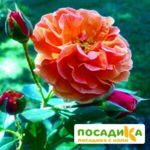 Роза Арабия купить по цене от 350.00р. в интернет-магазине «Посадика» с доставкой почтой в в Свирске и по всей России – [изображение №1].