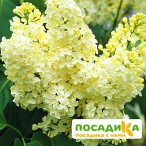 Сирень Примроуз (Primrose) купить по цене от 529.00р. в интернет-магазине «Посадика» с доставкой почтой в в Свирске и по всей России – [изображение №1].