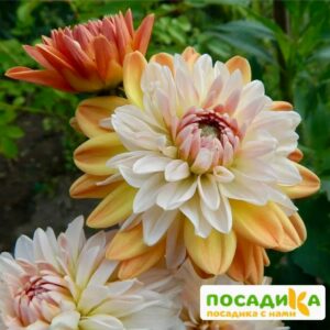Георгина Коуп де Солейл (декоративная) купить по цене от 400р. в интернет-магазине «Посадика» с доставкой почтой в в Свирске и по всей России – [изображение №1].