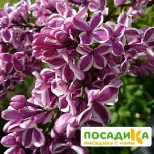 Сирень Сенсация купить по цене от 529.00р. в интернет-магазине «Посадика» с доставкой почтой в в Свирске и по всей России – [изображение №1].