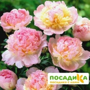 Пион Распберри Сандей (Paeonia Raspberry Sundae) купить по цене от 959р. в интернет-магазине «Посадика» с доставкой почтой в в Свирске и по всей России – [изображение №1].