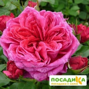 Шраб Роза Соул купить по цене от 390.00р. в интернет-магазине «Посадика» с доставкой почтой в в Свирске и по всей России – [изображение №1].