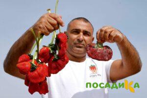 Клубника Гигант Джорнея купить по цене от 266р. в интернет-магазине «Посадика» с доставкой почтой в в Свирске и по всей России – [изображение №1].