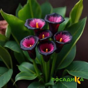 Калла Аура Лейс купить по цене от 400р. в интернет-магазине «Посадика» с доставкой почтой в в Свирске и по всей России – [изображение №1].
