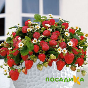Клубника Рубиновый Шепот (горшечная) купить по цене от 240р. в интернет-магазине «Посадика» с доставкой почтой в в Свирске и по всей России – [изображение №1].