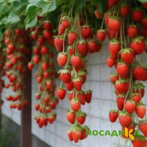 Клубника вьющаяся Комплимент купить по цене от 470р. в интернет-магазине «Посадика» с доставкой почтой в в Свирске и по всей России – [изображение №1].