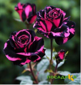 Роза Багровый Шепот купить по цене от 366р. в интернет-магазине «Посадика» с доставкой почтой в в Свирске и по всей России – [изображение №1].