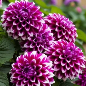 Георгин Кристал Корт купить по цене от 602р. в интернет-магазине «Посадика» с доставкой почтой в в Свирске и по всей России – [изображение №1].