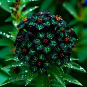 Флокс Ривьера купить по цене от 299р. в интернет-магазине «Посадика» с доставкой почтой в в Свирске и по всей России – [изображение №1].