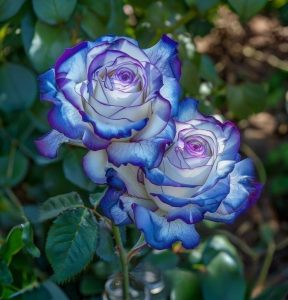 Роза Пэтолз Хоуп купить по цене от 333р. в интернет-магазине «Посадика» с доставкой почтой в в Свирске и по всей России – [изображение №1].