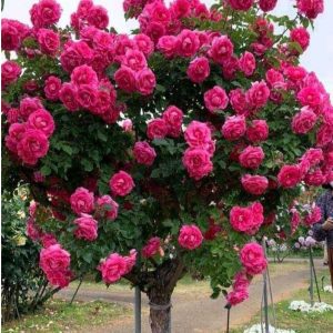 Роза Версаля купить по цене от 232р. в интернет-магазине «Посадика» с доставкой почтой в в Свирске и по всей России – [изображение №1].