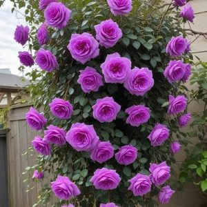 Роза Мистик Уайт купить по цене от 620р. в интернет-магазине «Посадика» с доставкой почтой в в Свирске и по всей России – [изображение №1].