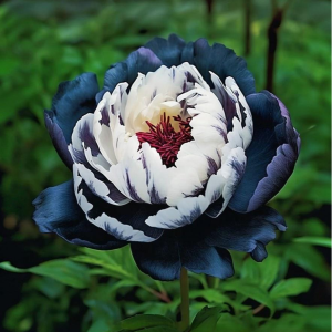 Пион Древовидный Инь-Янь купить по цене от 419р. в интернет-магазине «Посадика» с доставкой почтой в в Свирске и по всей России – [изображение №1].