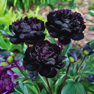 Пион Королевский Бархат купить по цене от 419р. в интернет-магазине «Посадика» с доставкой почтой в в Свирске и по всей России – [изображение №1].