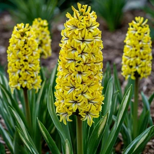 Гиацинт Сансет Голд купить по цене от 2099р. в интернет-магазине «Посадика» с доставкой почтой в в Свирске и по всей России – [изображение №1].