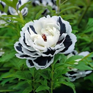 Пион Монохромный Шик купить по цене от 429р. в интернет-магазине «Посадика» с доставкой почтой в в Свирске и по всей России – [изображение №1].