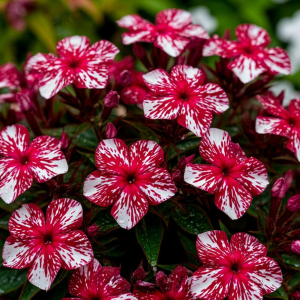 Флокс Ливер Гриммер купить по цене от 590р. в интернет-магазине «Посадика» с доставкой почтой в в Свирске и по всей России – [изображение №1].