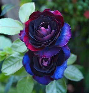 Роза Скарлет Рэвери купить по цене от 489р. в интернет-магазине «Посадика» с доставкой почтой в в Свирске и по всей России – [изображение №1].