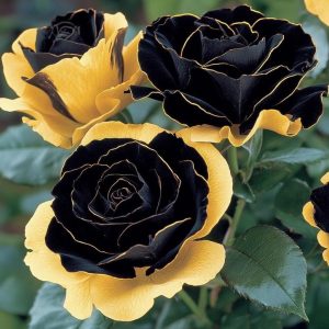 Роза Ханни Сикл купить по цене от 700р. в интернет-магазине «Посадика» с доставкой почтой в в Свирске и по всей России – [изображение №1].