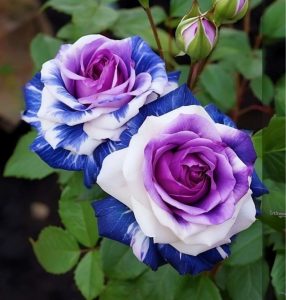 Роза Айвори Каскад купить по цене от 420р. в интернет-магазине «Посадика» с доставкой почтой в в Свирске и по всей России – [изображение №1].