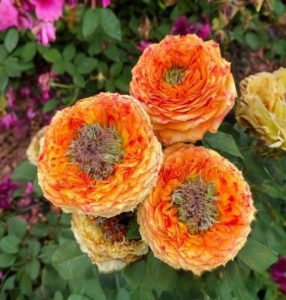 Роза Золотой Мираж купить по цене от 420р. в интернет-магазине «Посадика» с доставкой почтой в в Свирске и по всей России – [изображение №1].